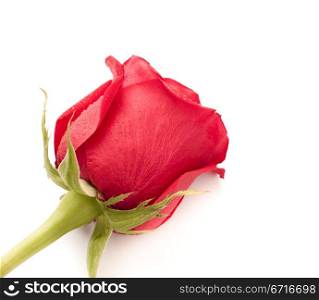 single dark red rose close up isolated on white