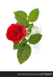 single dark red rose in glass, top view, isolated on white