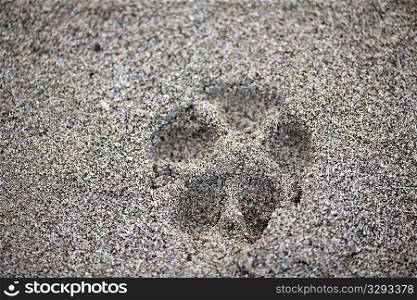 Single dog paw print in the sand