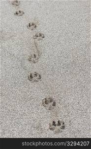 Single dog paw print in the sand