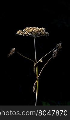 Single, dried flower of perennial herb, cow parsnip, also named Eskimo Celery and Indian Rhubarb, that grows wild in Alaska. Hardy plant grows up to dramatic heights of nine feet. Plant has both medicinal and food uses. Elegant, simple, clean image with black background and copy space. Location is on Skyline Drive in Homer.