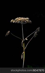 Single, dried flower of perennial herb, cow parsnip, also named Eskimo Celery and Indian Rhubarb, that grows wild in Alaska. Hardy plant grows up to dramatic heights of nine feet. Plant has both medicinal and food uses. Elegant, simple, clean image with black background and copy space. Location is on Skyline Drive in Homer.