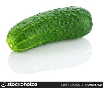 single dropped cucumber
