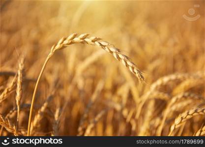 Single ear of wheat. Dry and yellow. Agricultural nature food.