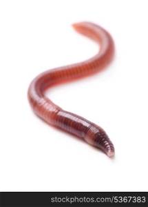 Single earthworm isolated on white