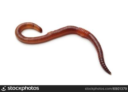 Single earthworm on white background