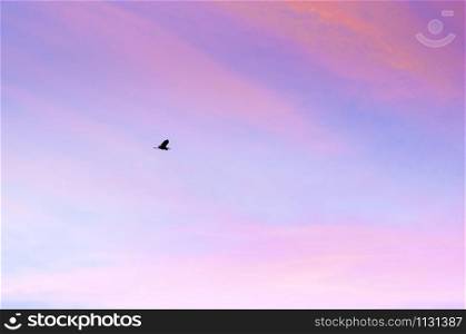 Single Egret bird flying against beautiful colourful sweet sunrise morning sky with clouds - Nature freedom concept