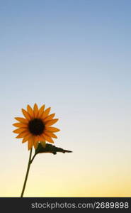 single flower against blue sky