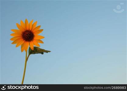 single flower against blue sky