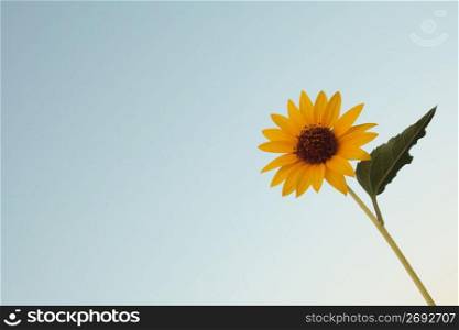 single flower against blue sky