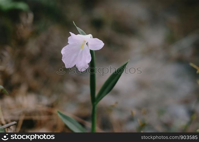 Single flower in the forest