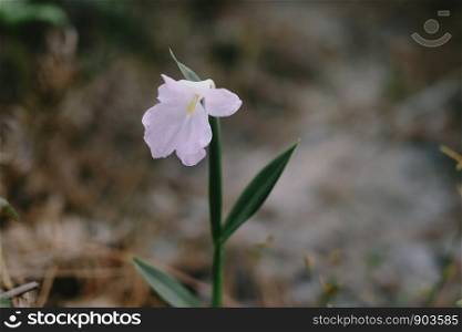 Single flower in the forest