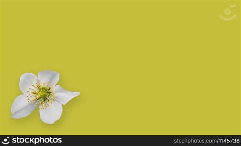 single flower of a christian rose, helleborus niger, on white canvas