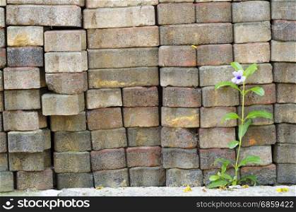 Single Flowers on a brick wall