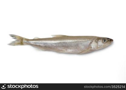Single fresh European smelt fish on white background