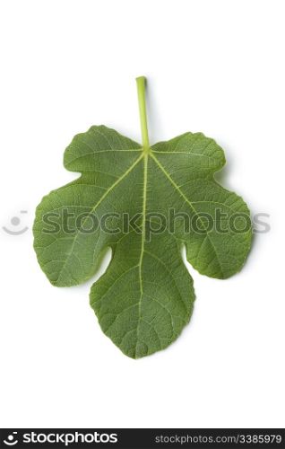 Single fresh fig leaf on white background