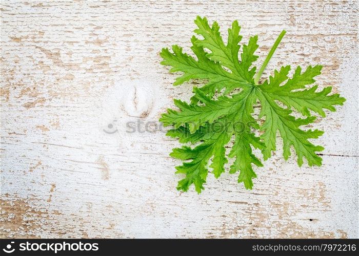 single fresh leaf of citronella (mosquito plant, scented geranium) on a white painted weathered barn wood background