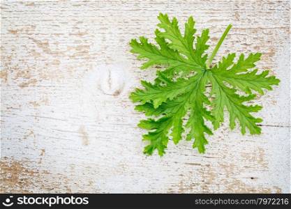 single fresh leaf of citronella (mosquito plant, scented geranium) on a white painted weathered barn wood background