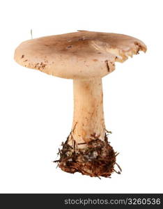 Single fresh mushroom. Closeup. Isolated on white background. Studio photography.