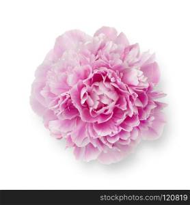 Single fresh pink peony flower isolated on white background. Single fresh pink peony flower