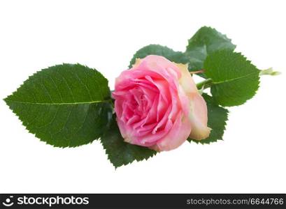 single fresh pink rose with green leaves isolated on white background