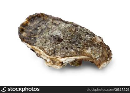 Single fresh raw pacific oyster on white background