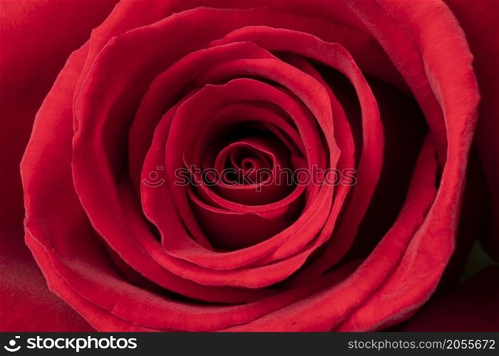 Single fresh red rose close up full frame as a symbol