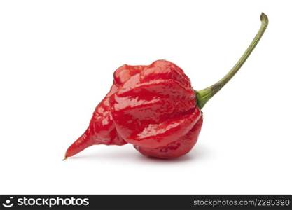 Single fresh red scorpion chili pepper on white background