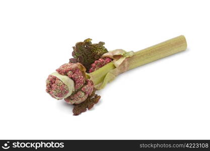 Single fresh rhubarb flower on white background