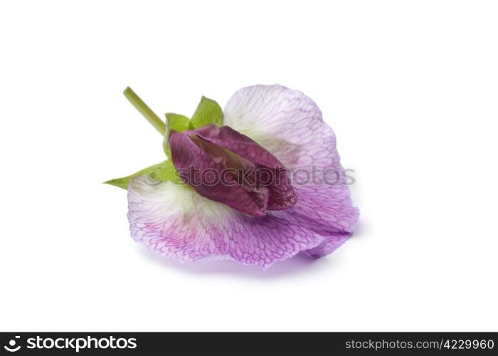 Single fresh Sweet pea flower on white background