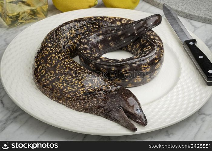 Single fresh whole raw Moray eel, Muraenidae, on a plate close up
