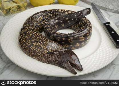 Single fresh whole raw Moray eel, Muraenidae, on a plate close up