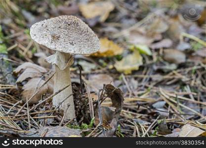 single fungus in autumn forest with leaves