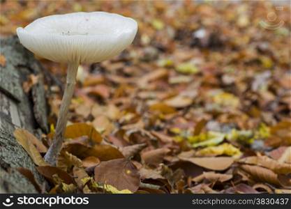 single fungus in autumn forest with leaves