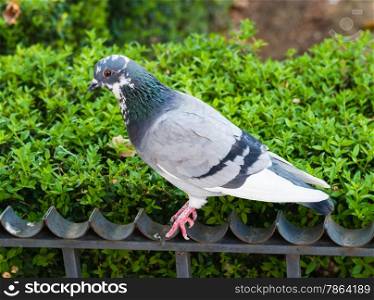 Single gray pigeon standing on fence against green bush.