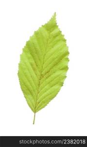 Single green elm leaf. Beautiful bright colorful elm green leaf isolated on a white background. Elm green leaf isolated against a white background