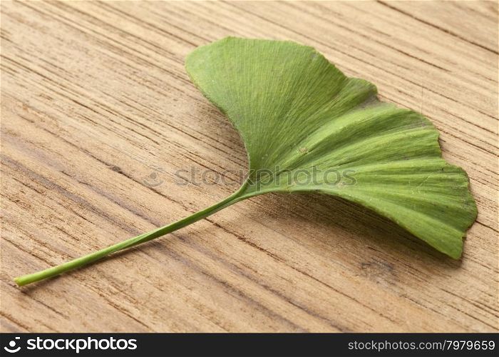 Single green Ginkgo biloba leaf