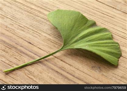 Single green Ginkgo biloba leaf