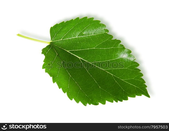 Single green leaf mulberry isolated on white background