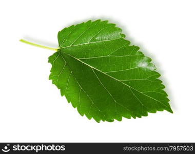 Single green leaf mulberry isolated on white background