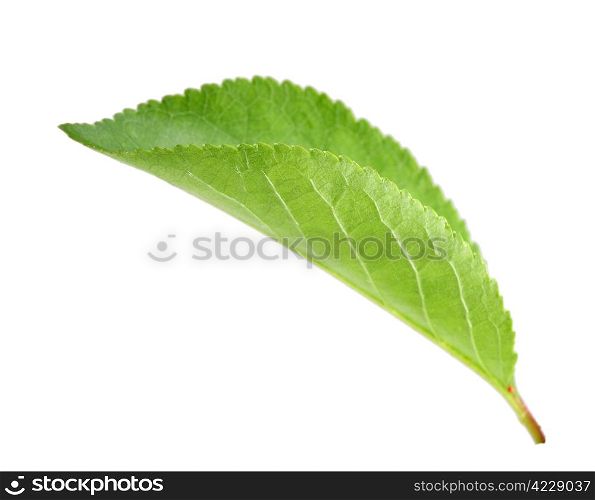 Single green leaf of apple-tree. Isolated on white background. Close-up. Studio photography.