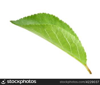 Single green leaf of apple-tree. Isolated on white background. Close-up. Studio photography.