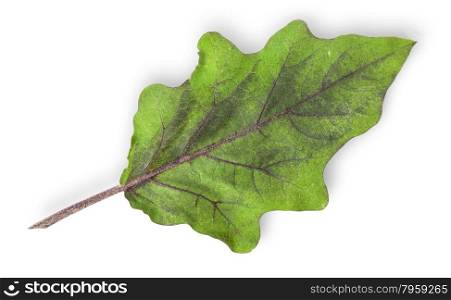 Single green leaf of eggplant isolated on white background
