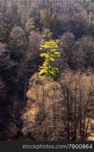 Single green tree in forest of brown leafless trees.