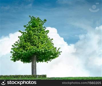Single green tree is at cloud background