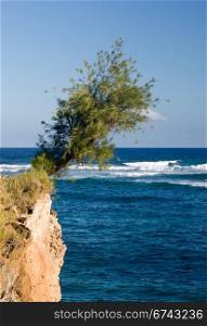 Single hardy tree clinging to cliff face overhanging the rough sea