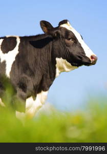 Single Holstein cow in the pasture