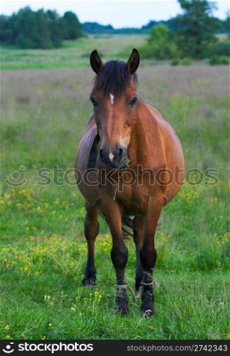 Single horse on evening summer green meadow
