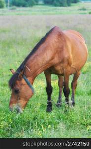 Single horse on summer green meadow