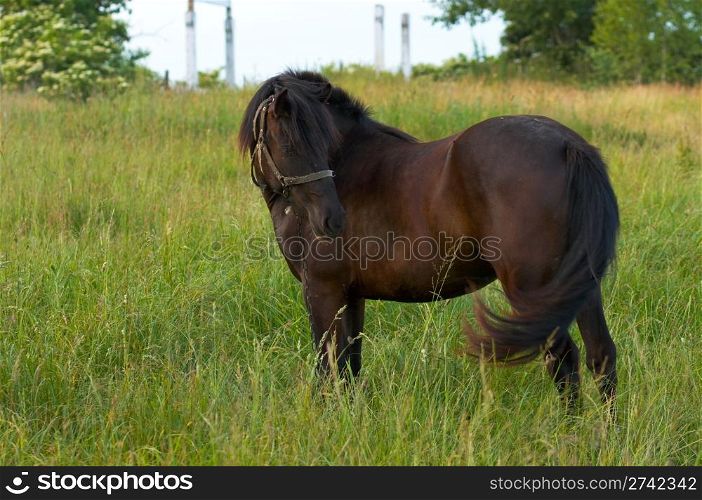 Single horse on summer green meadow